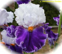 /album/a19/bigger-is-better-thomas-johnson-r-2013-jpg/